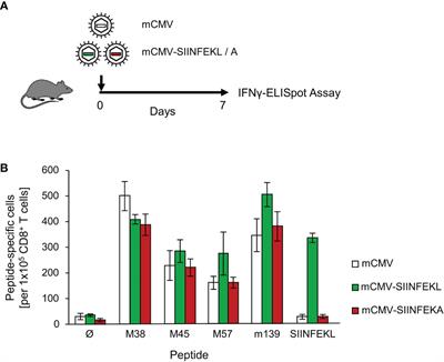 Therapeutic Vaccination of Hematopoietic Cell Transplantation Recipients Improves Protective CD8 T-Cell Immunotherapy of Cytomegalovirus Infection